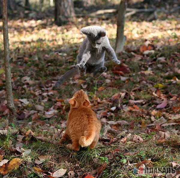 Котомет на вторник!