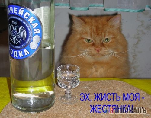 Дюжина кошаков