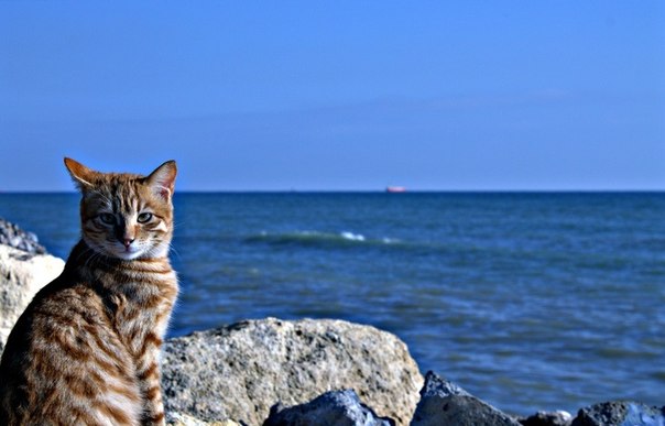 Морские котики