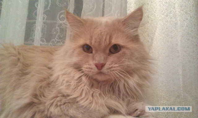 Котовторник 08.11.2016