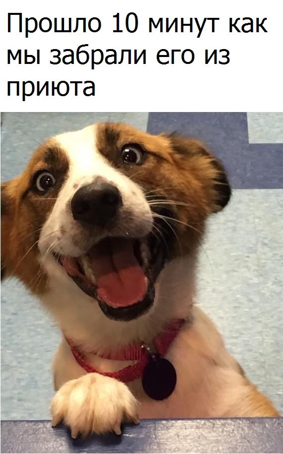Самые смешные животные