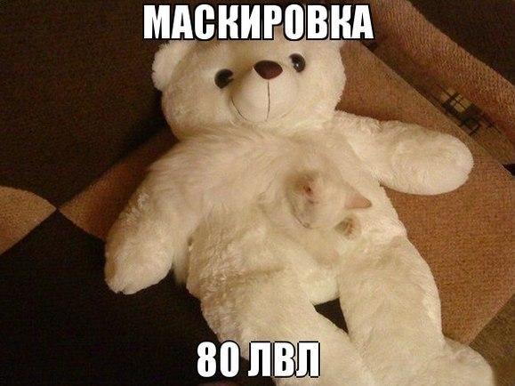 Коты из сети