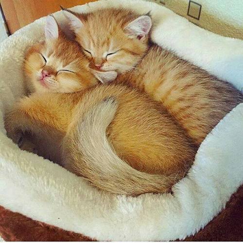Коты из сети