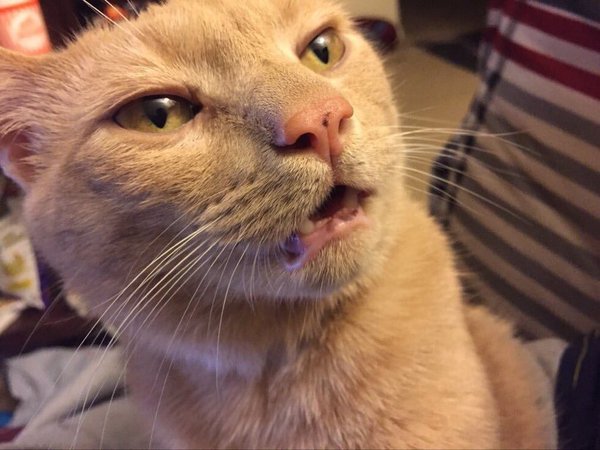 Коты и Кошки
