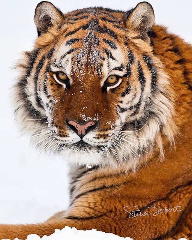 Самые смешные животные