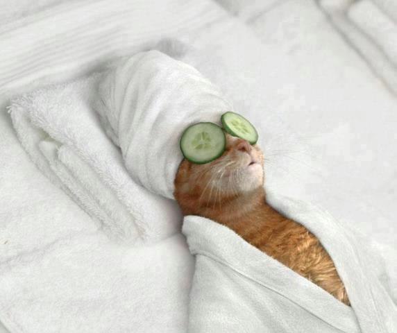 Коты и Кошки