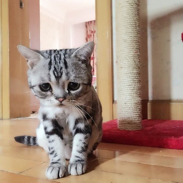 Подборка забавных животных
