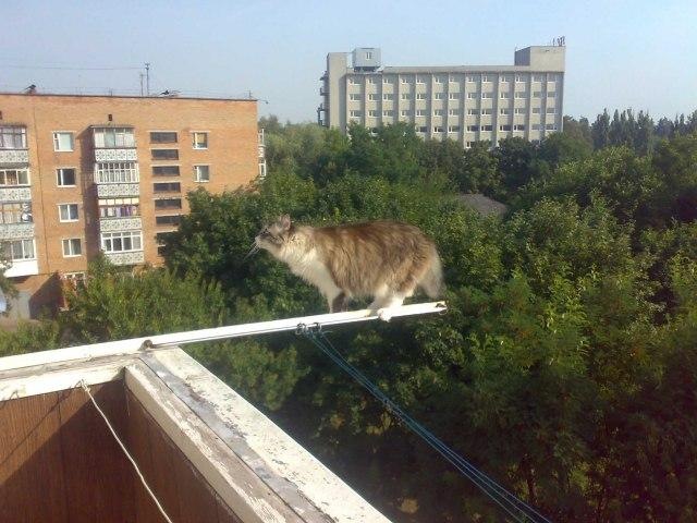 Коты и Кошки