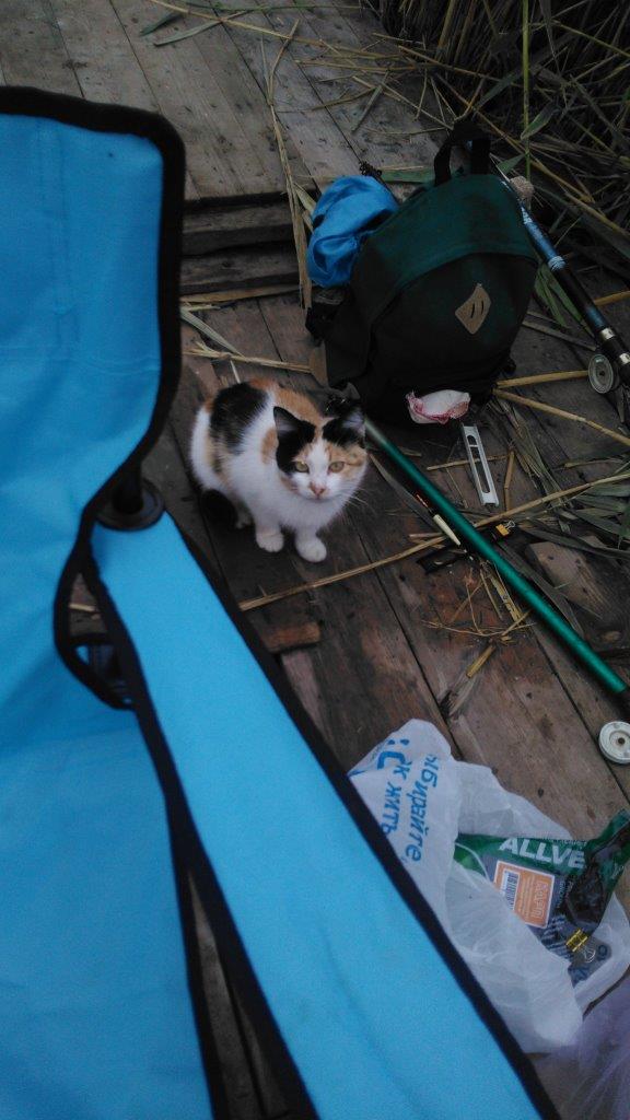 Осеннему котовторнику быть!