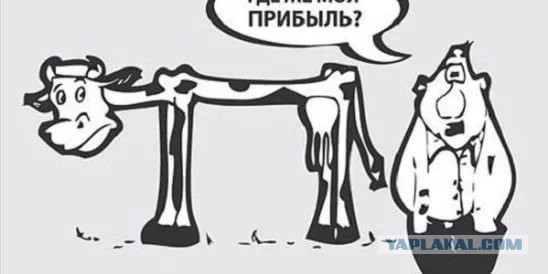 Собирают деньги на корм для голодающих коров