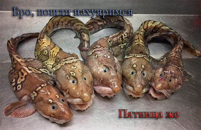 Запилю-ка я картинок