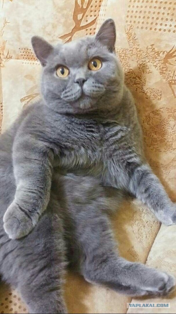 Котовторник 13.03.2018