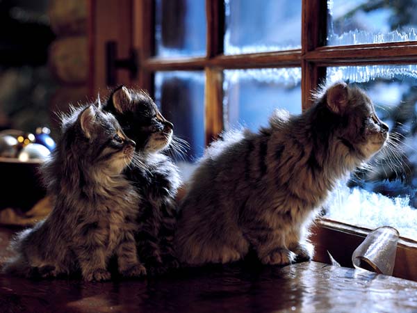 Котовторник  на  ЯПлакалъ