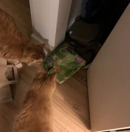 Прикольных котов пост