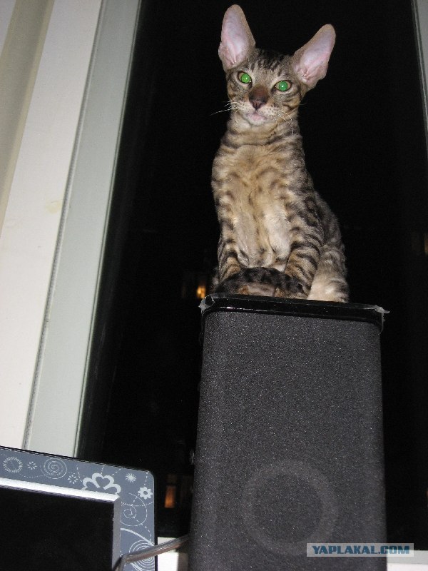 Котовторник?