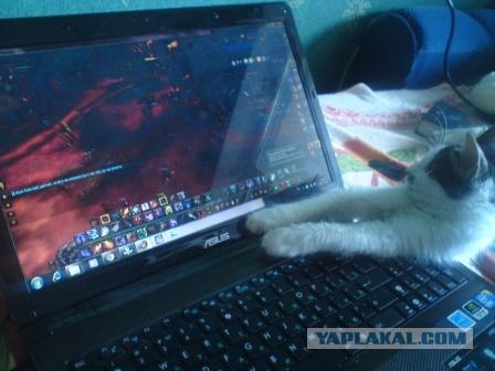 Котовторник (10.01.2012)