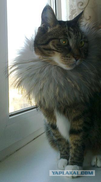 Девочка и ее кот