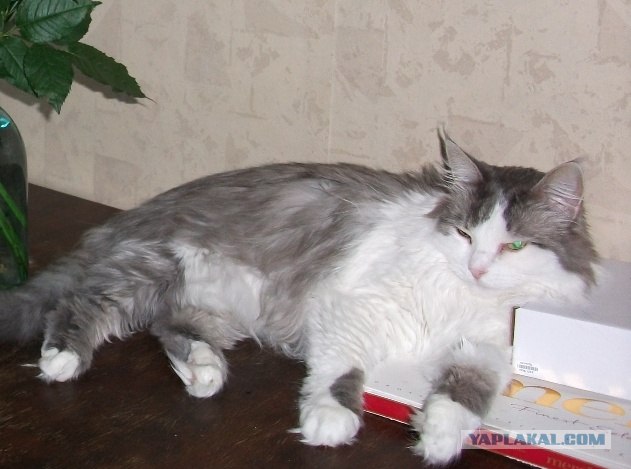 Котовторник  21.08.12