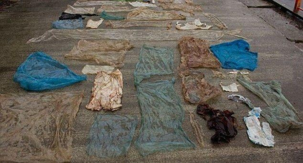Экологическая катастрофа: Животы большинства китов забиты пластиком