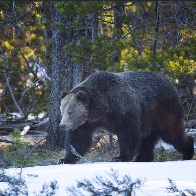 Живность из сети