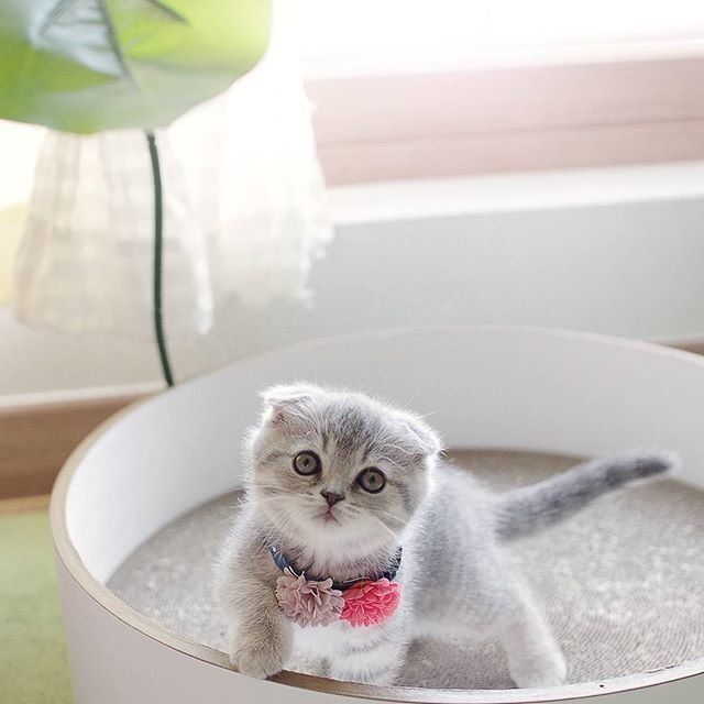 Забавные картинки с котами из сети