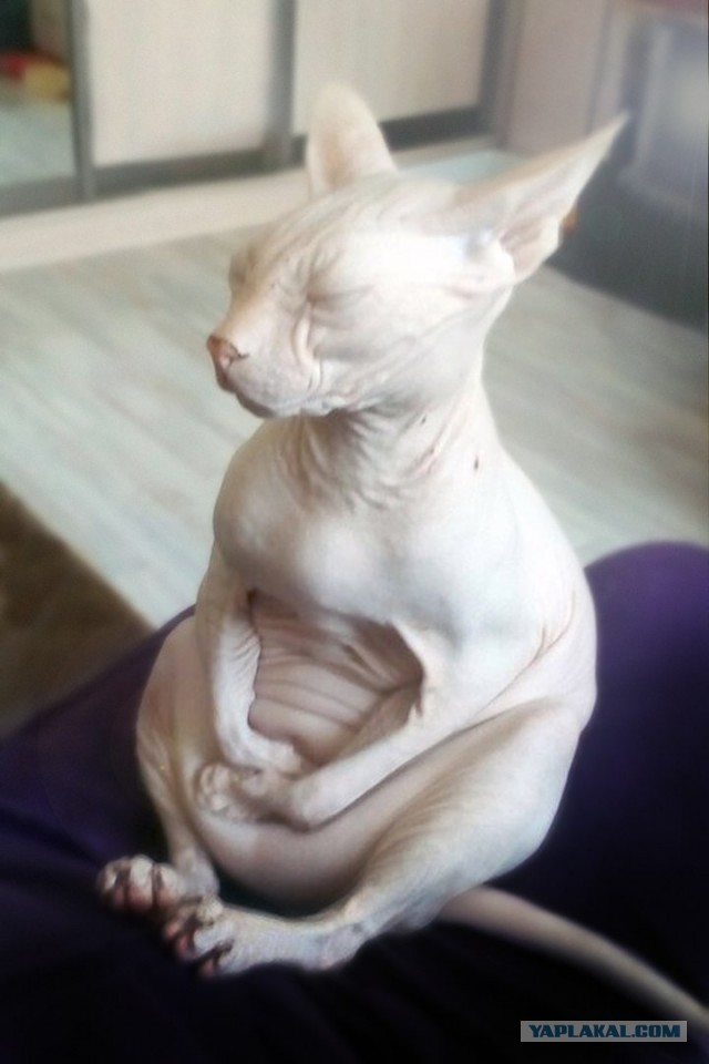 Кот ждун