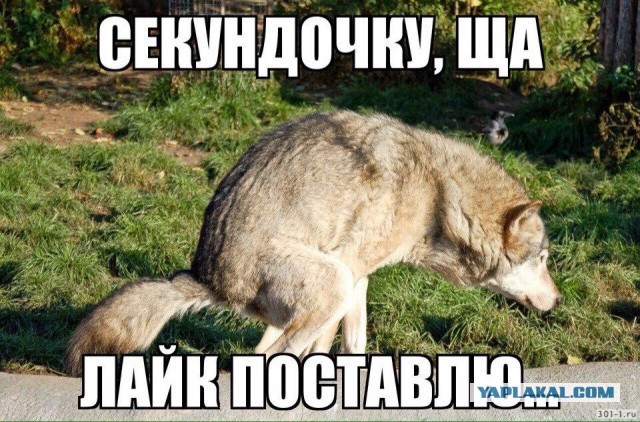 Толерантность. Версия Кремля