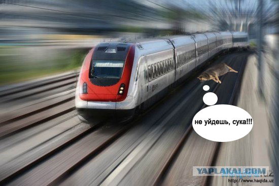 Фотожаба: О чем же думает собака?....