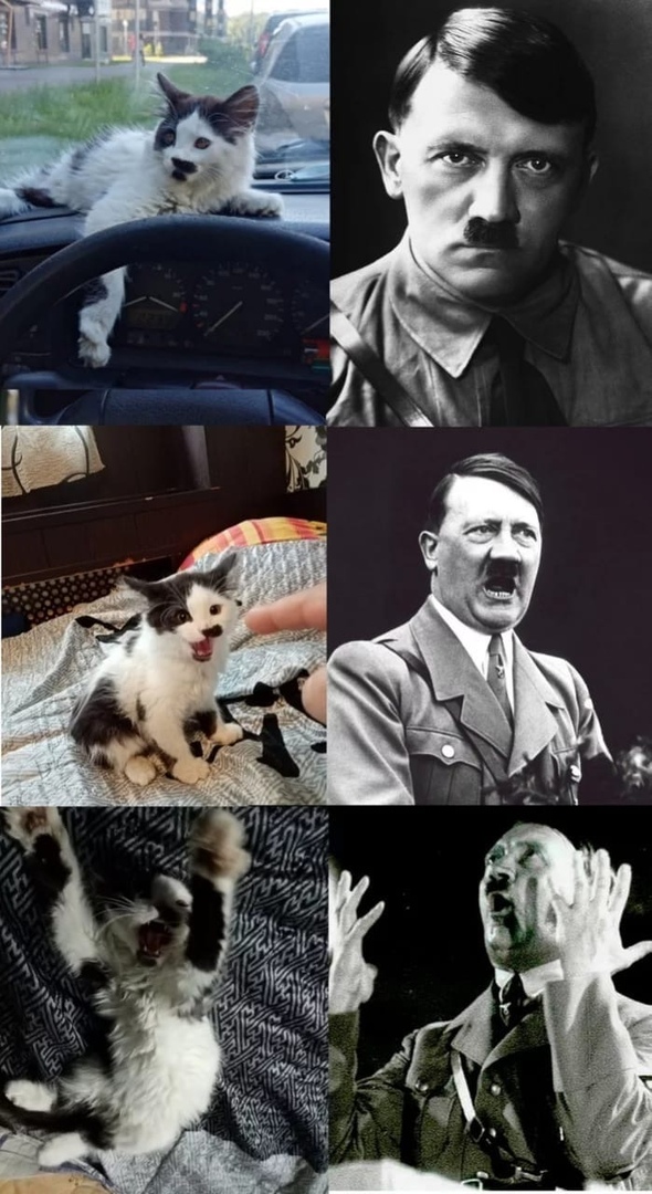 Кот