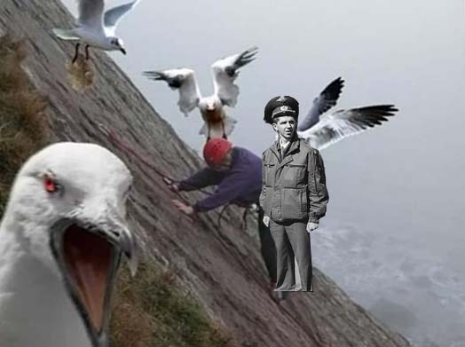Чайки атакуют!
