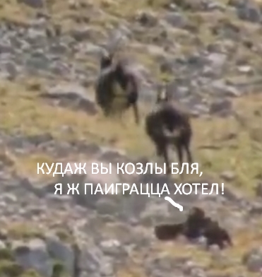 Схватка орла и горного козла