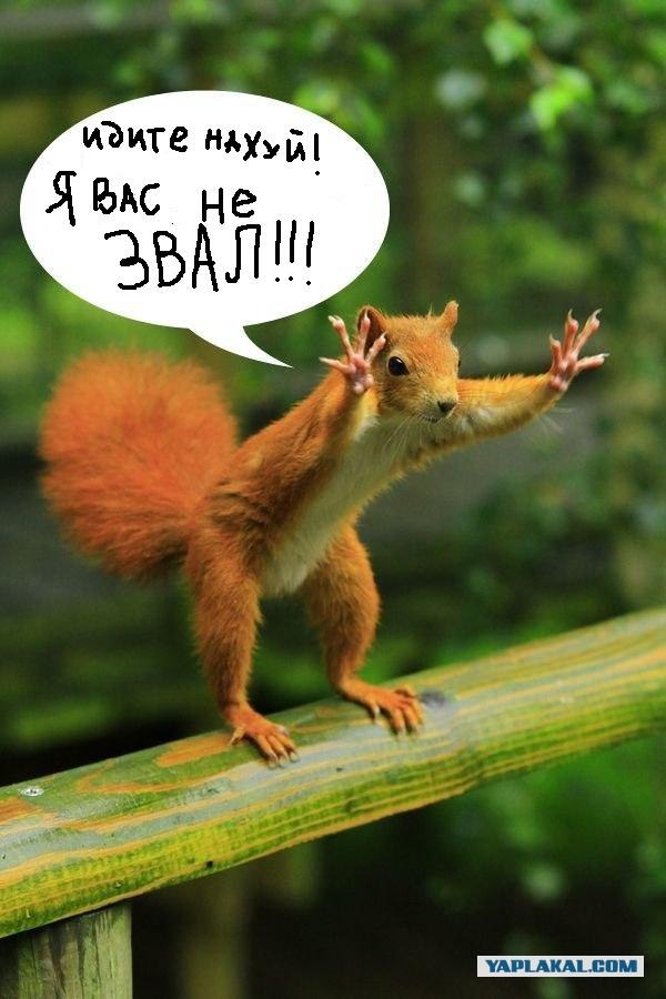 Фотожаба: Белка как бы говорит нам...
