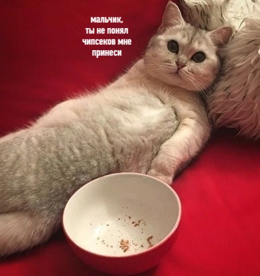 Подборка забавной живности