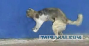 Котопес весной