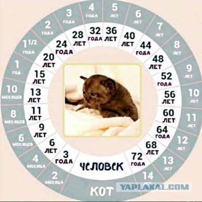 Умер кот-песец Кеша, необычный житель Шпицбергена