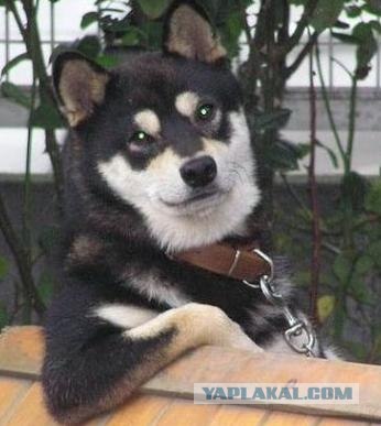 Хозяйка, твой муж звонит!