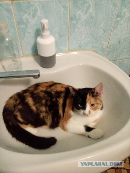 Котовторник!