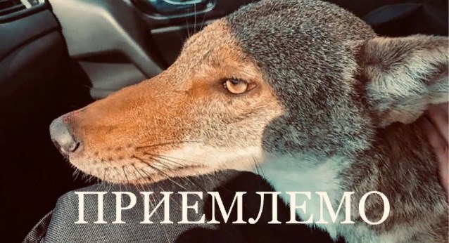Одиночество сволочь