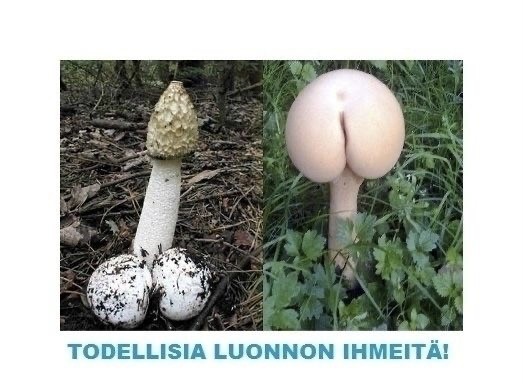 Грибной эксперимент