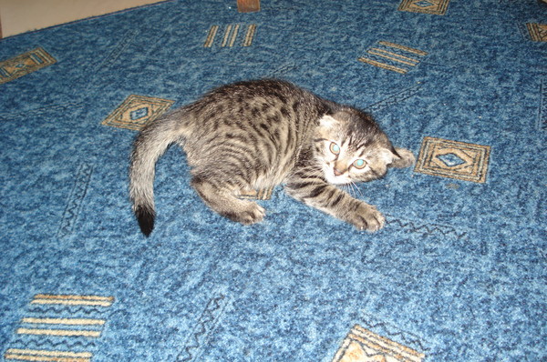 Котовторник  19.03.2013