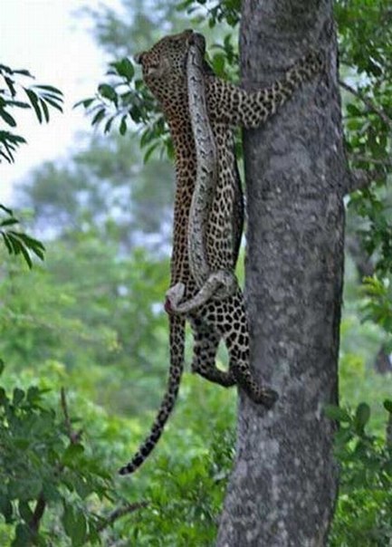 Животные добрые, они помогают друг другу