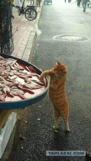 - Вы рыбов продаете?