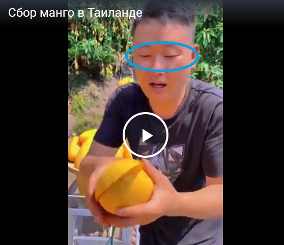 Сбор манго в Таиланде