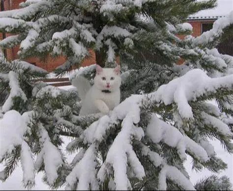 ФотоВинегрет из 60 пикч