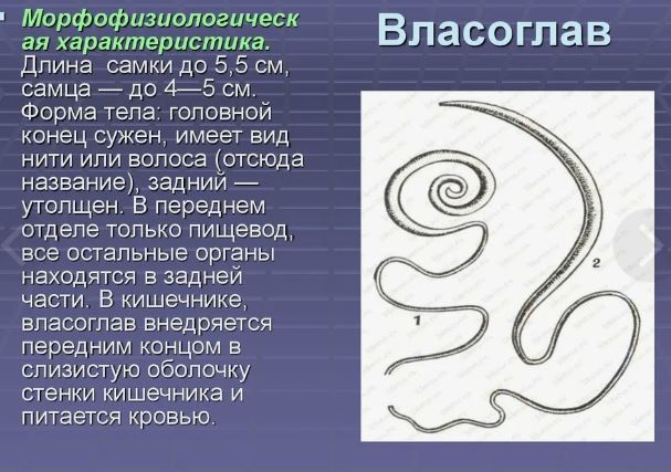 Обычный московский Владислав