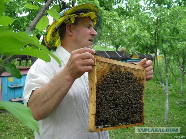 Бизнес в деревне: пчеловод.