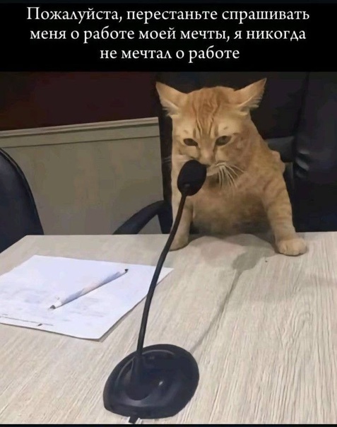 Девушка попросила в Хвиттере остальных скинуть любимые мемы с котами