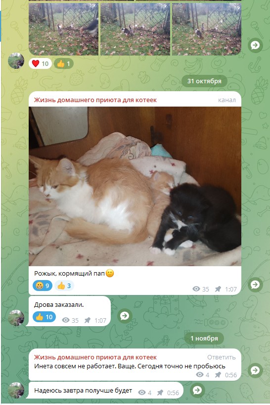 Жизнь домашнего приюта для котеек 561