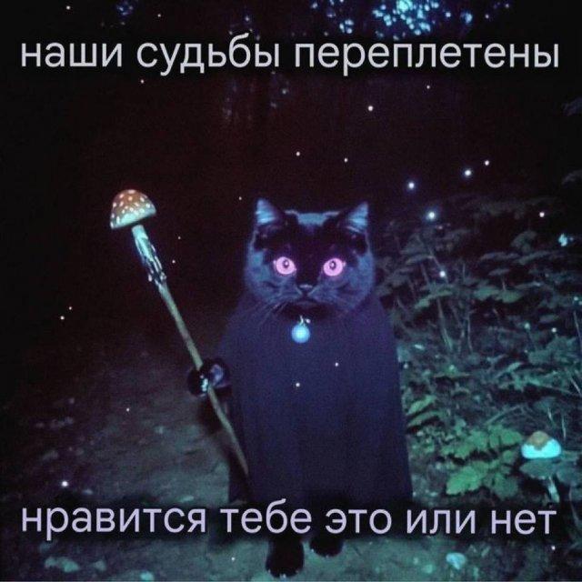 Картинки для деградации 79 (разной степени свежести)
