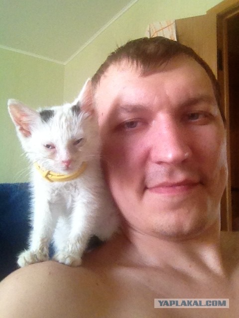 Спасение Котенка